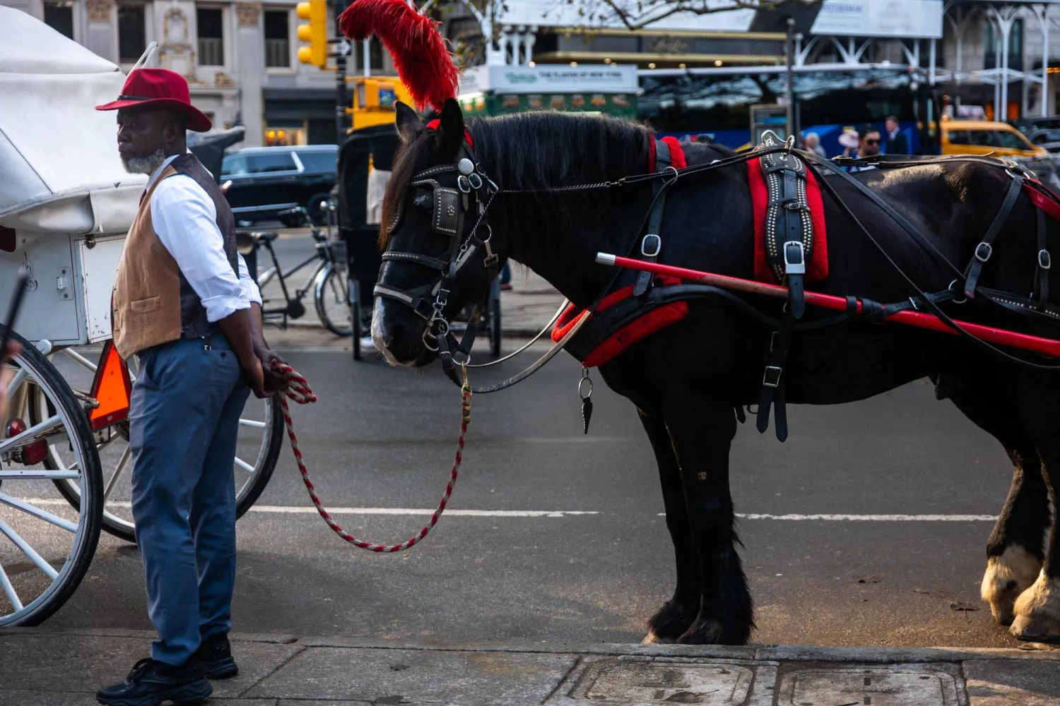 Carriage horses and their drivers relax in Central Park as they wait for customers on October 14, 2026 in New York City. (Getty Images/AFP)