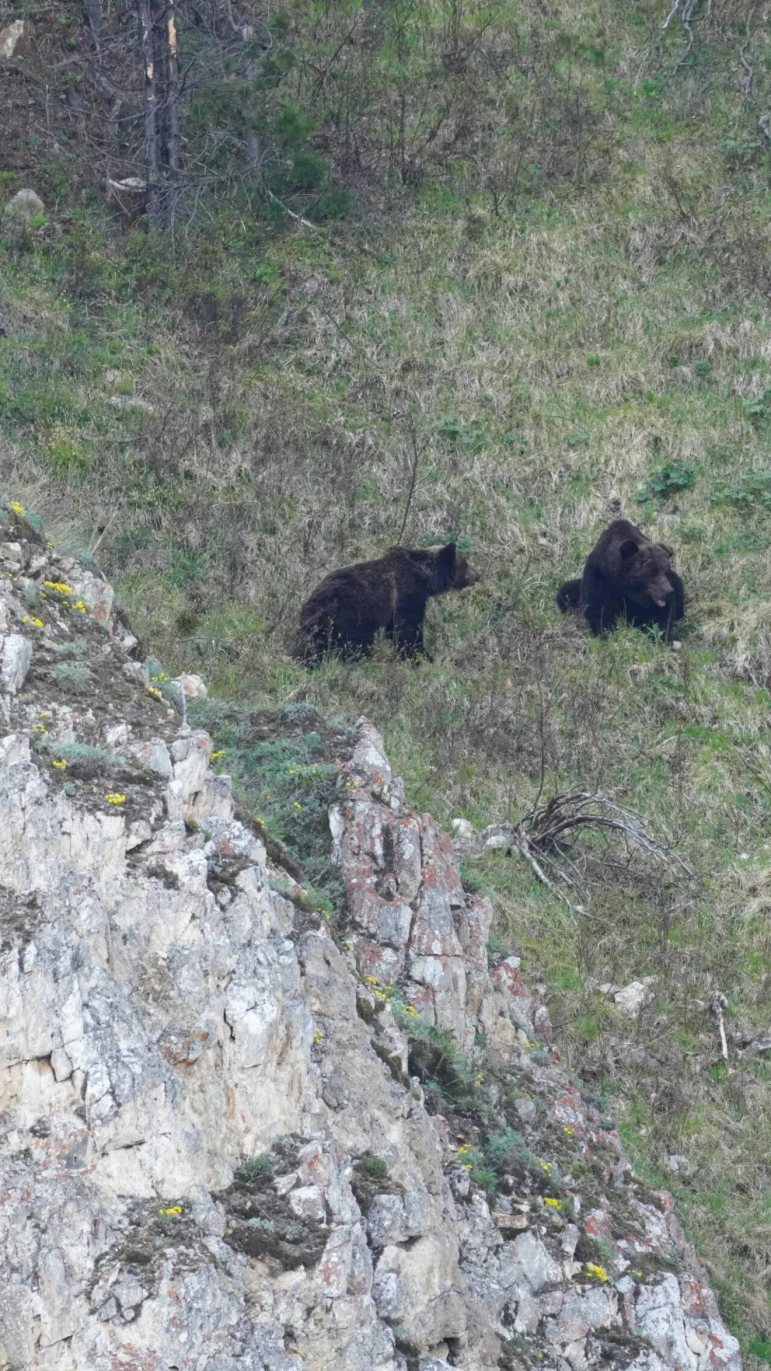 Russia's brown bear population has more than doubled since 1990, according to one estimate. Handout / National Park "Zapovednoye Pribaikalye"/AFP
