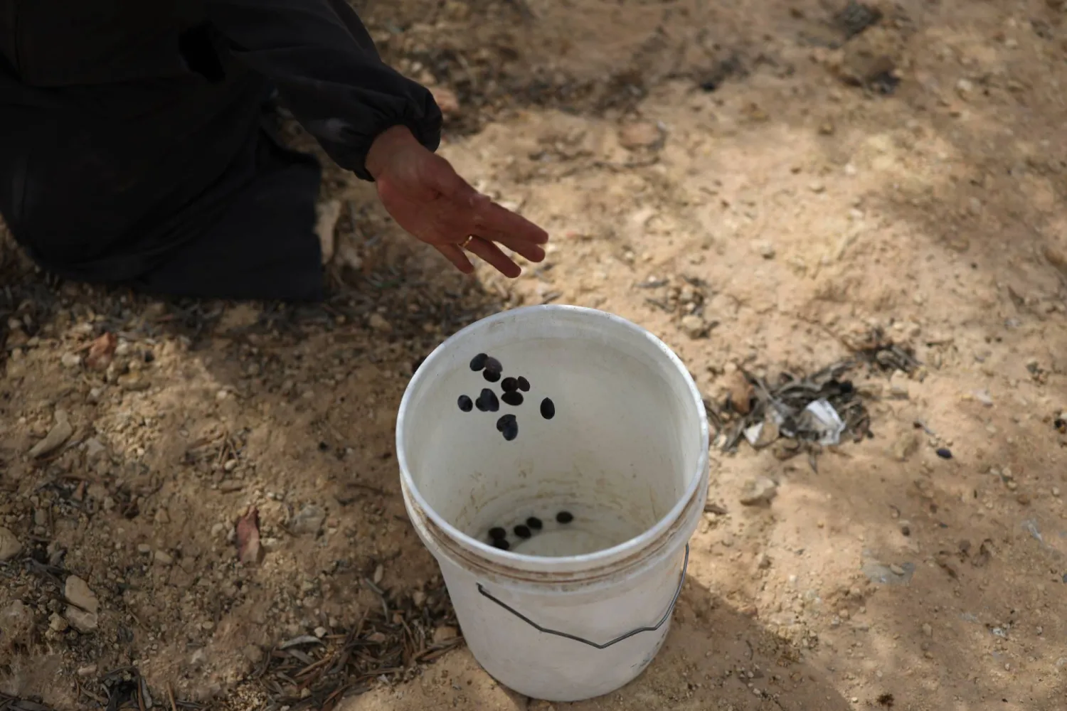 فلسطيني يضع حبات الزيتون التي قطفها في سطل بلاستيكي في قرية أبو فلاح بالضفة الغربية يوم الجمعة (إ.ب.أ)