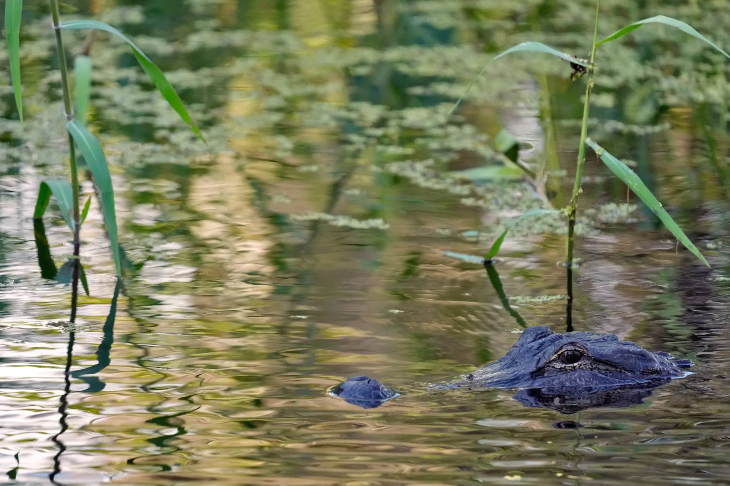 FILE - An alligator peers from the water's surface at the Circle B Bar Reserve, Tuesday, Oct. 21, 2025, in Polk County, Fla. (AP Photo/Chris O'Meara, File)