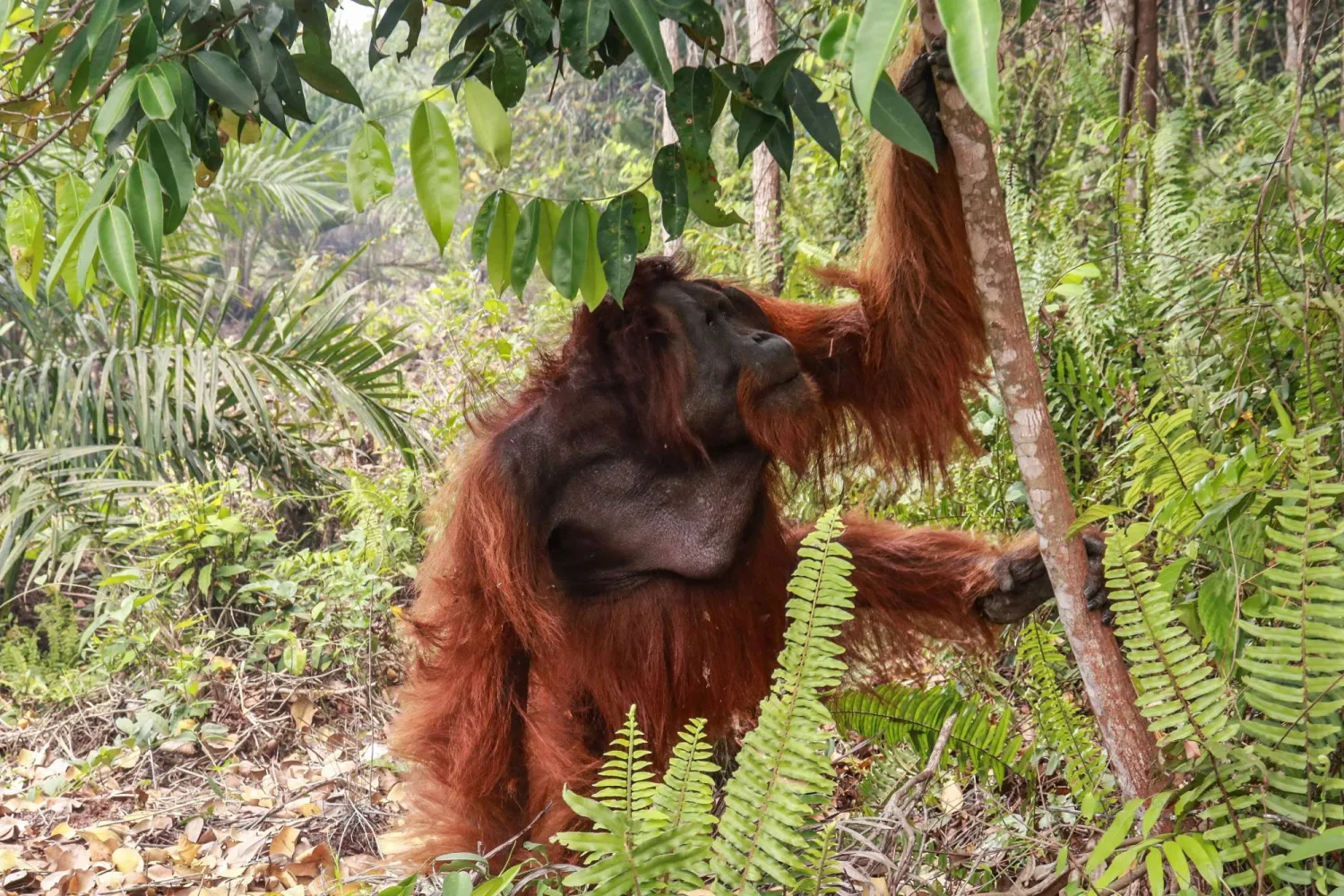 A 20-year-old orangutan tries to escape as members of the BKSDA (Natural Resources Conservation Agency), the Borneo Orangutan Survival Foundation (BOSF) and the World Wide Fund for Nature (WWF) Indonesia evacuate it due to forest and land fire, in Hampangen Village, Katingan Regency, Central Kalimantan, on October 17, 2026. (Photo by REINA / AFP)