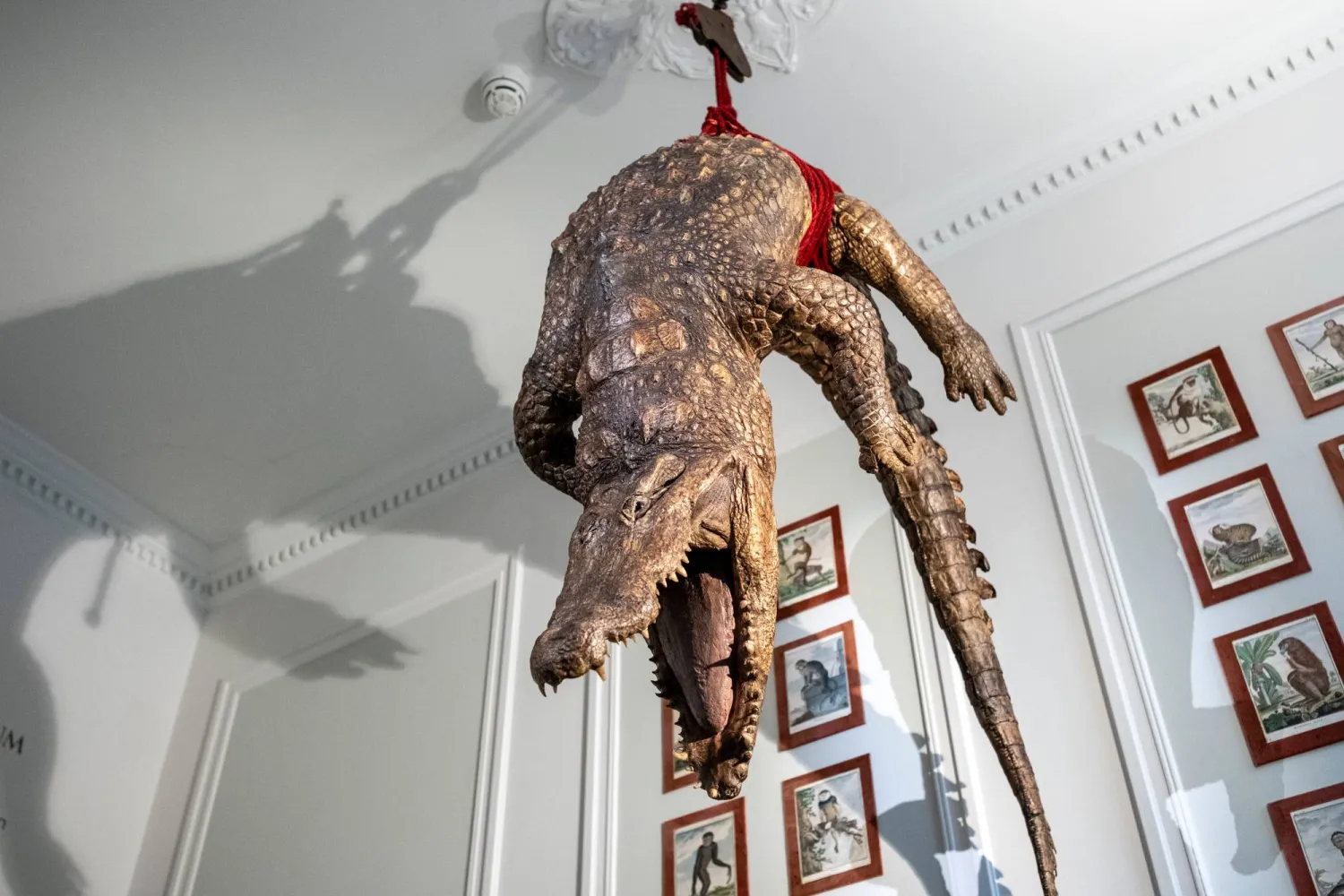  A crocodile stares down at the entrance of the Art Zoo in Amsterdam, Netherlands, on Oct. 27, 2026. (AP) 