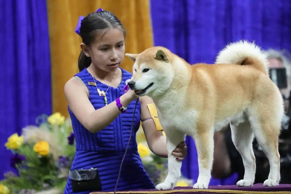 Peke, Frenchie, Aussie and, Yes, PBGV Make Dog Show Finals - Vimarsana News