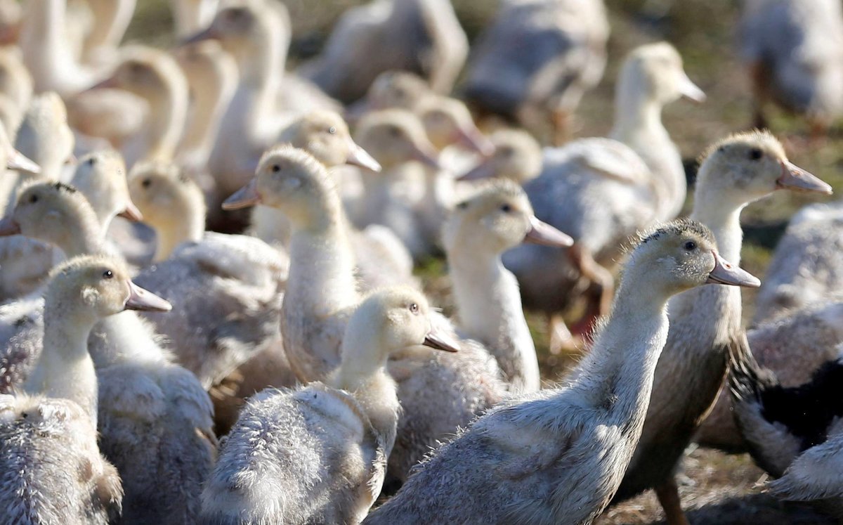 Scientists Isolate Human Gene Able to Fend off Most Bird Flu Viruses - Vimarsana News