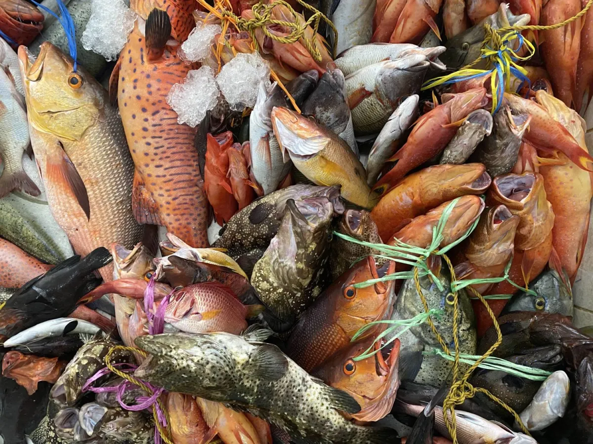 Kızıldeniz'deki balıkçılığı korumak için yapay zeka kullanılıyor