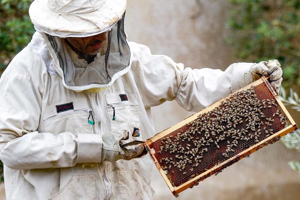 Sweet Success: Jordan's Beekeepers Busy as Honey Demand Soars - Vimarsana News