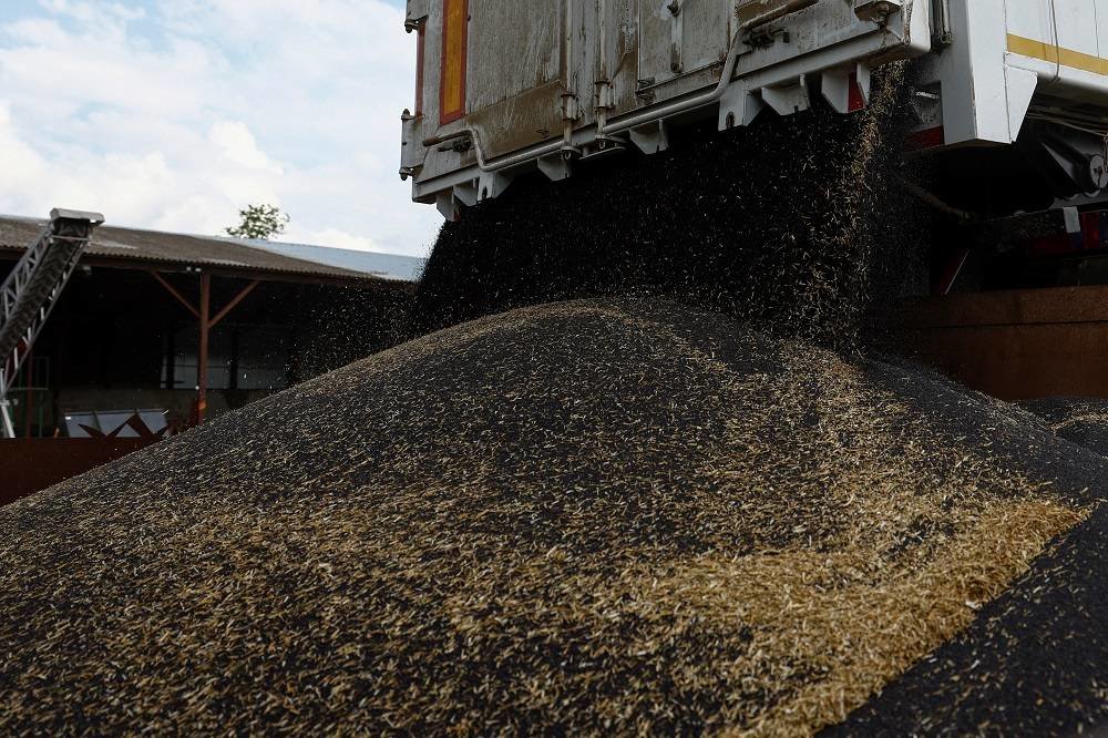 EU Faces Call to Continue Ukrainian Grain Imports Ban in Central Europe - Vimarsana News