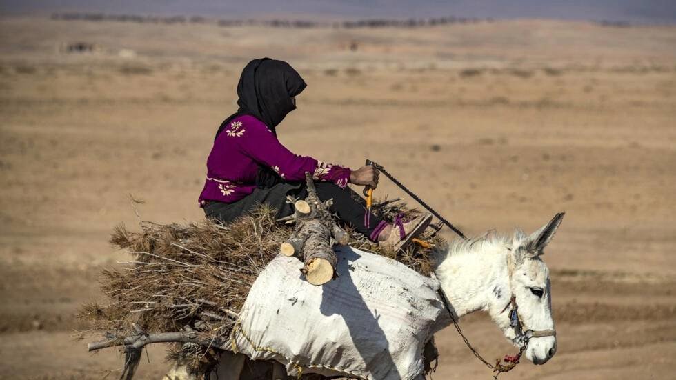 Illegal Logging Turns Syria's Forests into 'Barren Land' - Vimarsana News