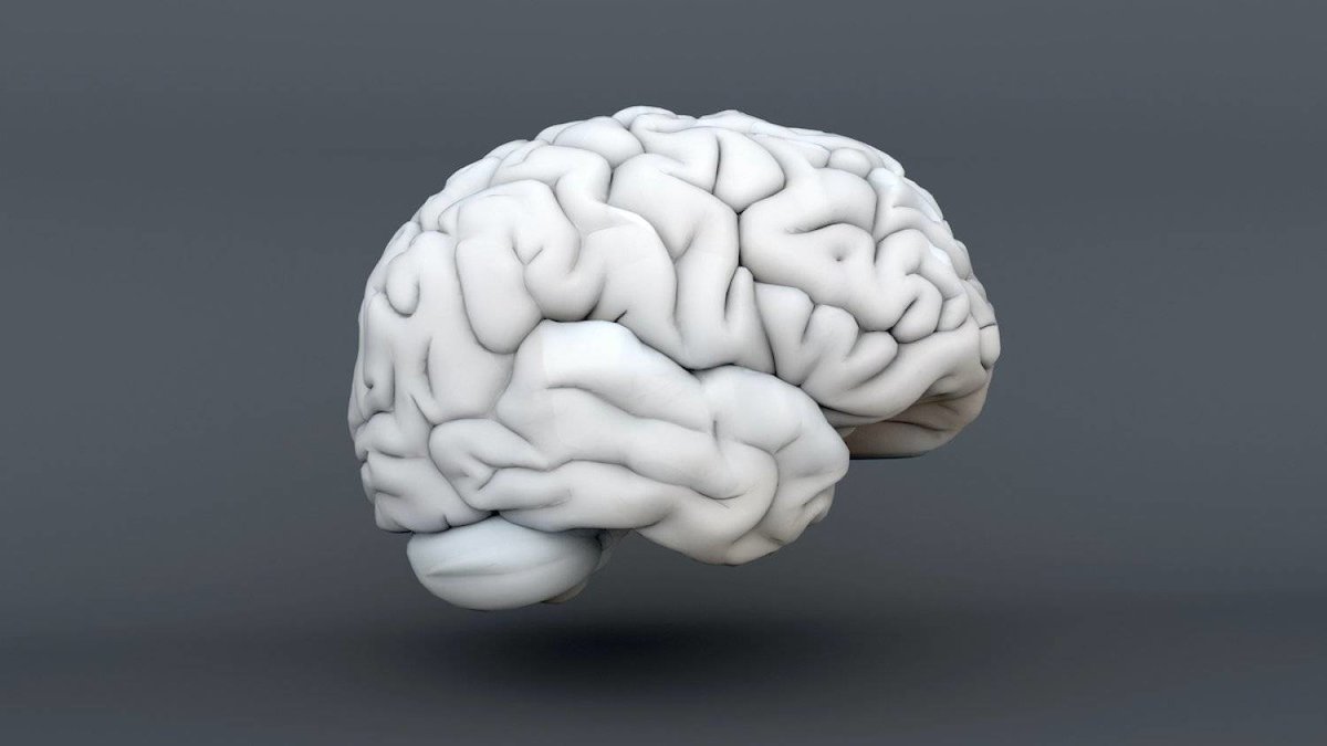 New Study: Multilingualism Could Contribute to Better Memory - Vimarsana News