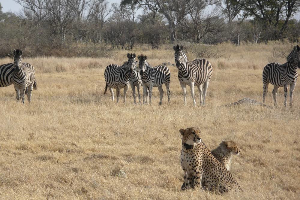 Study: Cheetahs Become More Nocturnal on Hot Days as Climate Change Takes Toll - Vimarsana News