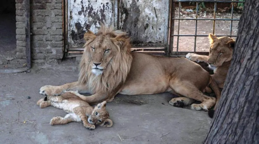 Sudan’daki çatışmalar aslanları da etkiledi: Yardım çağrısı yapıldı