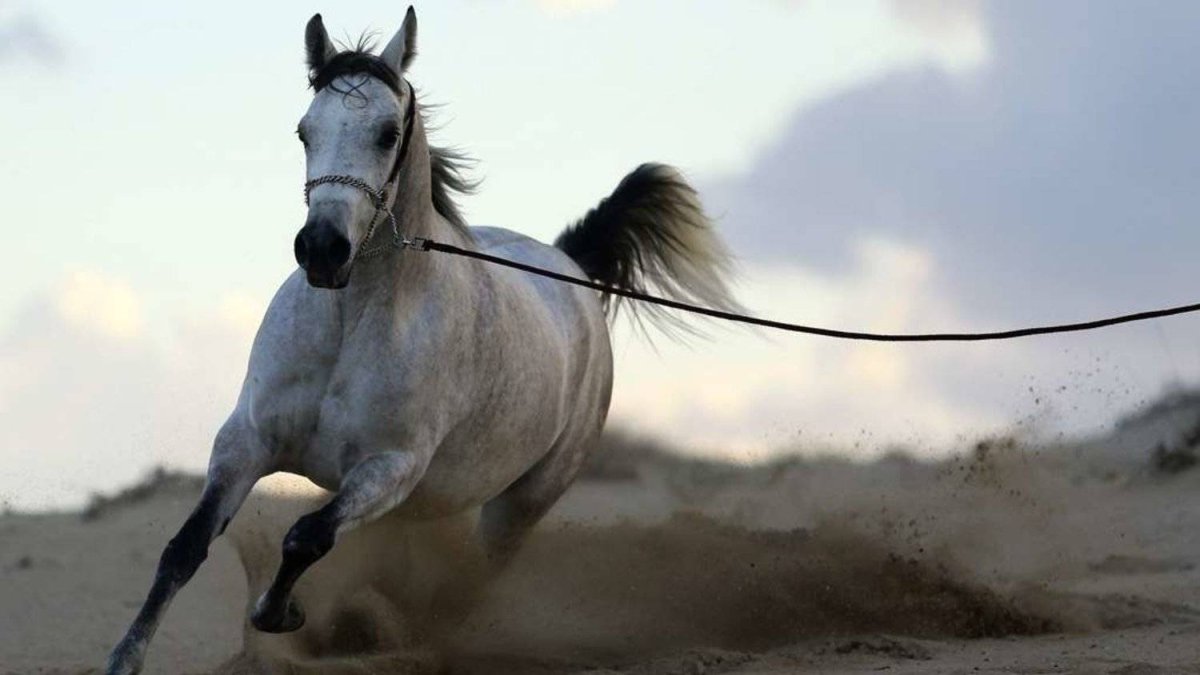 Championship for Purebred Arabian Horses to Kick Off on January 25 in Riyadh - Vimarsana News