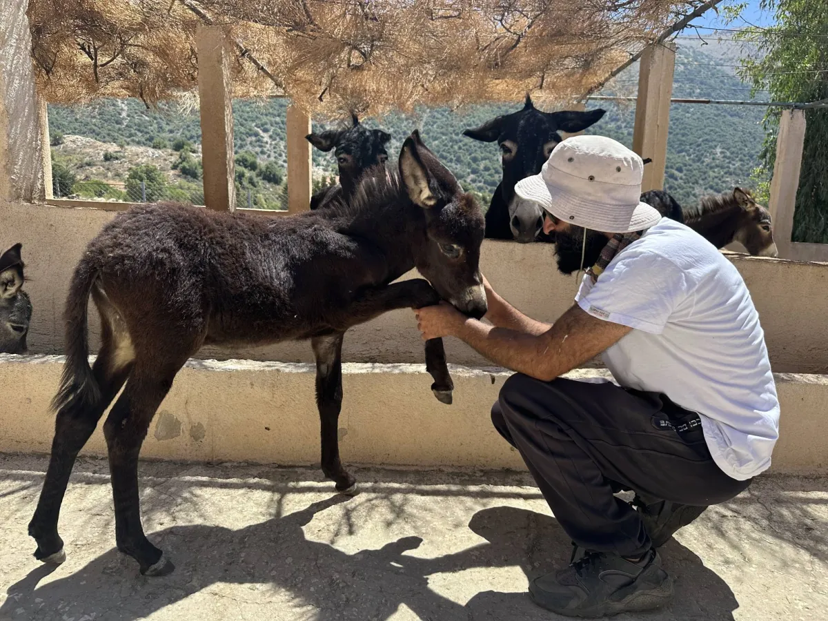 في حبّ الحمير... مزرعةٌ نموذجيّة تغيّر النظرة إلى الحيوان المظلوم
مشروعٌ متكامل في جبل لبنان يحيي السياحة البيئية ويقرّب الأطفال من الطبيعة