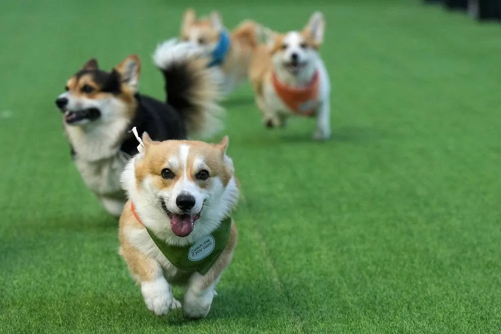 Little Legs, Big Dreams: More Than 100 Teams Compete in Lithuania’s International Corgi Race 