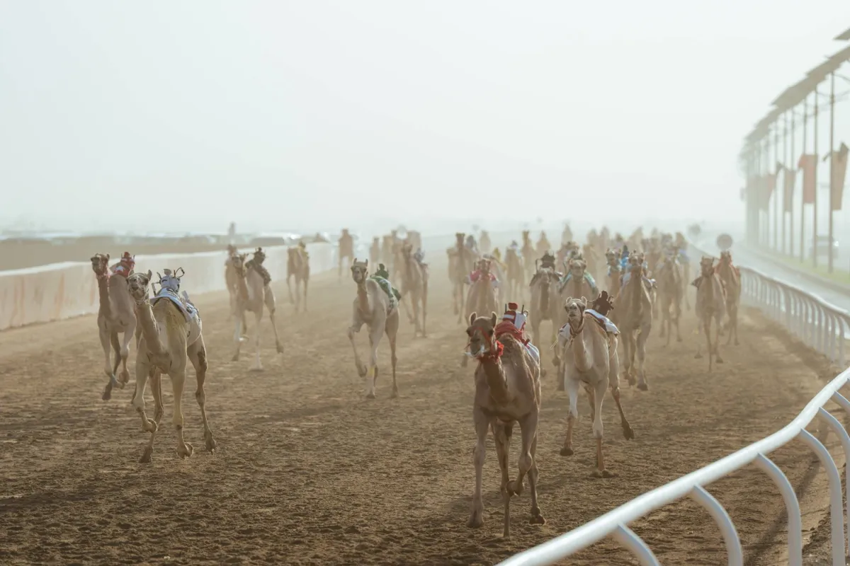 مهرجان ولي العهد للهجن: النسخة السابعة تحطّم الأرقام القياسية بـ100 ألف مطية