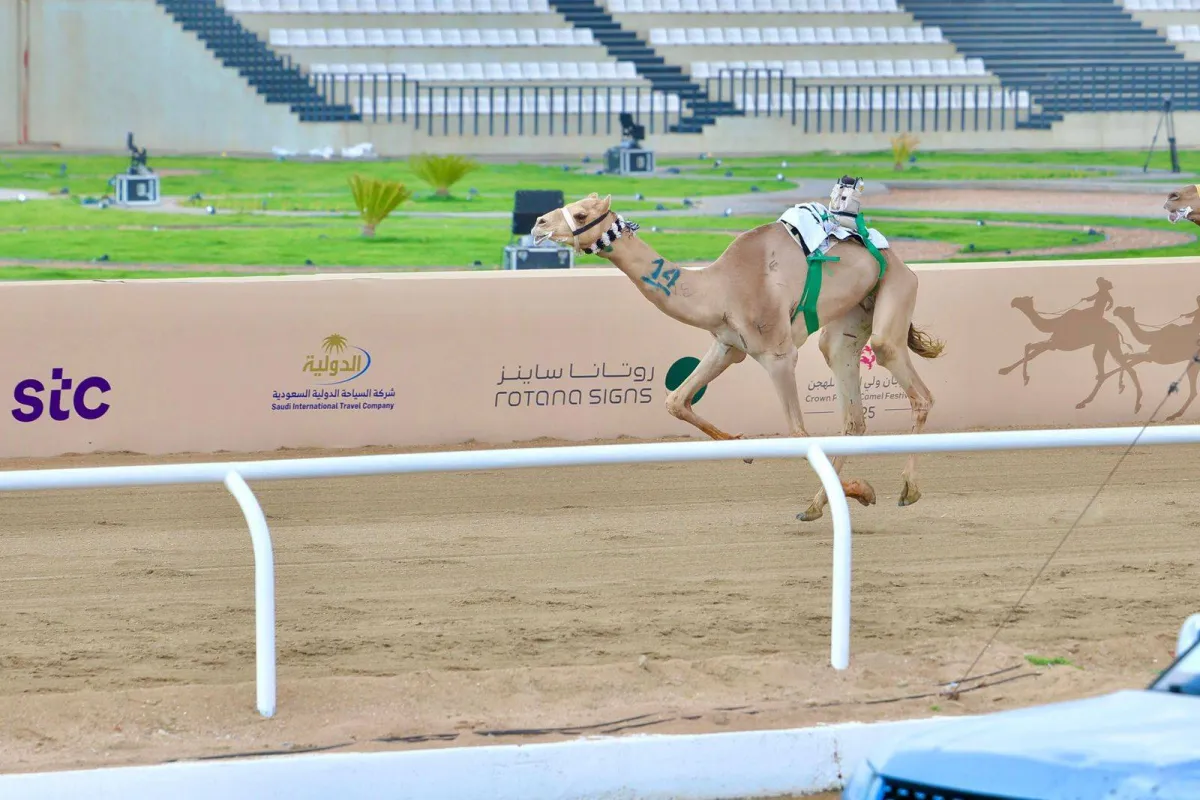 مهرجان ولي العهد: المطية «براق» تهزم الترشيحات... وتتوج بالكأس الأغلى