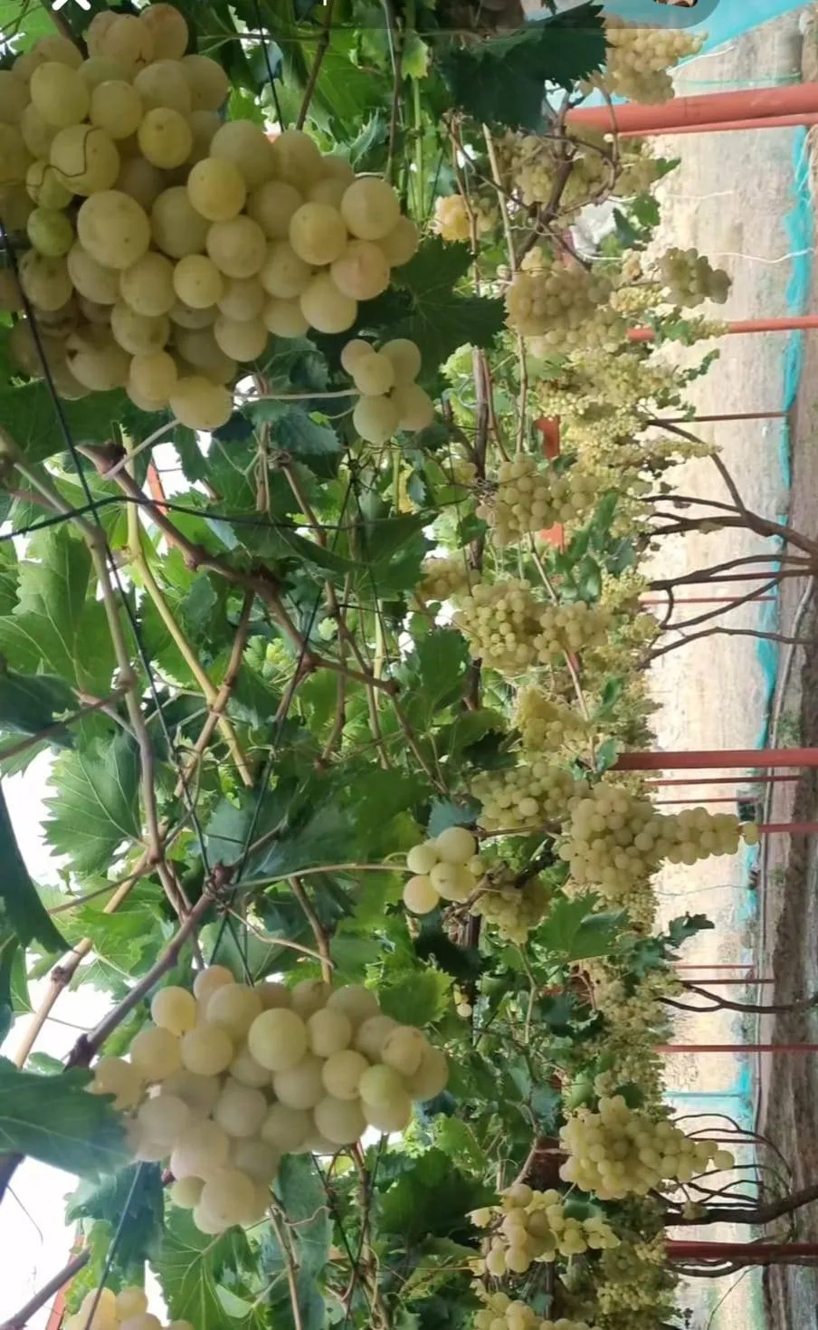 حكاية الطائف تُروى بحبة رمان وعنقود عنب
موسم زراعي يتلألأ بألوان المحاصيل وذاكرة الأرض