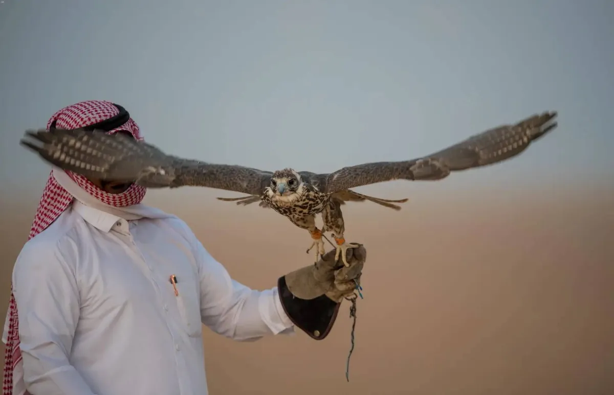 موسم طرح الصقور... طقوس رصد وتتبع وحكاية تراث عبر الأجيال
تقطع مسافات طويلة من وسط أوروبا إلى السعودية