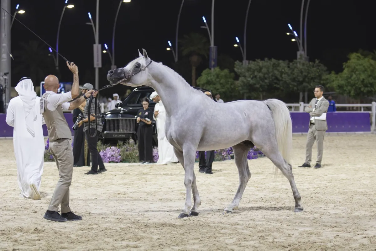 الرياض تحتضن بطولة جمال الخيل العربية للإنتاج المحلي
ستنطلق في 23 أكتوبر الحالي بمركز المرتجز