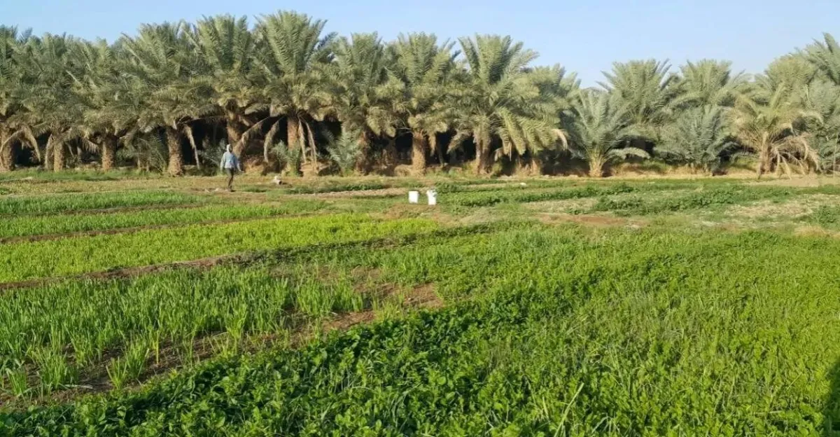 السعودية تجهز إمكاناتها لتصدير محاصيل زراعية جديدة إلى بغداد
«التجارة الخارجية» أبلغت الشركات الوطنية بقرار السماح بالاستيراد الصادر عن المجلس الوزاري العراقي