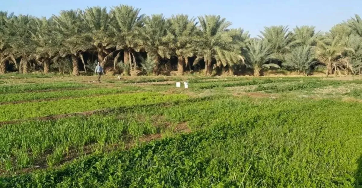 Saudi Arabia Prepares to Export New Agricultural Products to Baghdad