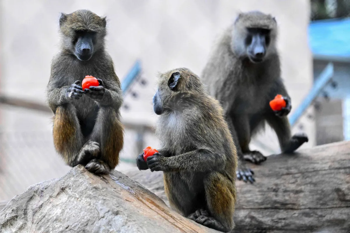 France Expansion of Lab Monkey Center Sparks Division