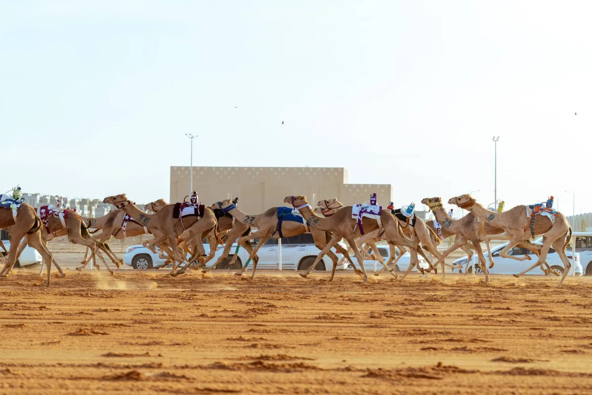 دشن ملاك الهجن السعوديون، مشاركتهم في مهرجان خادم الحرمين الشريفين للهجن 2026، بتحقيق 65 في المائة من ألقاب المركز الأول في الأشواط الافتتاحية المخصصة لفئة «الحقايق»، الفئة الأولى المعتمد مشاركتها في أشواط المهرجان 