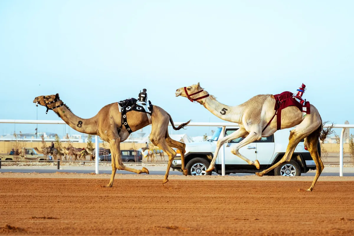 خطفت المطية «حصري»، لمالكها السعودي بطحان المري، كأس مهرجان خادم الحرمين الشريفين في فئة الثنايا (قعدان - عام)، بعد فوزها بلقب الشوط الرابع في اليوم الثامن من المهرجان بتوقيت بلغ 12:45.104 دقيقة 