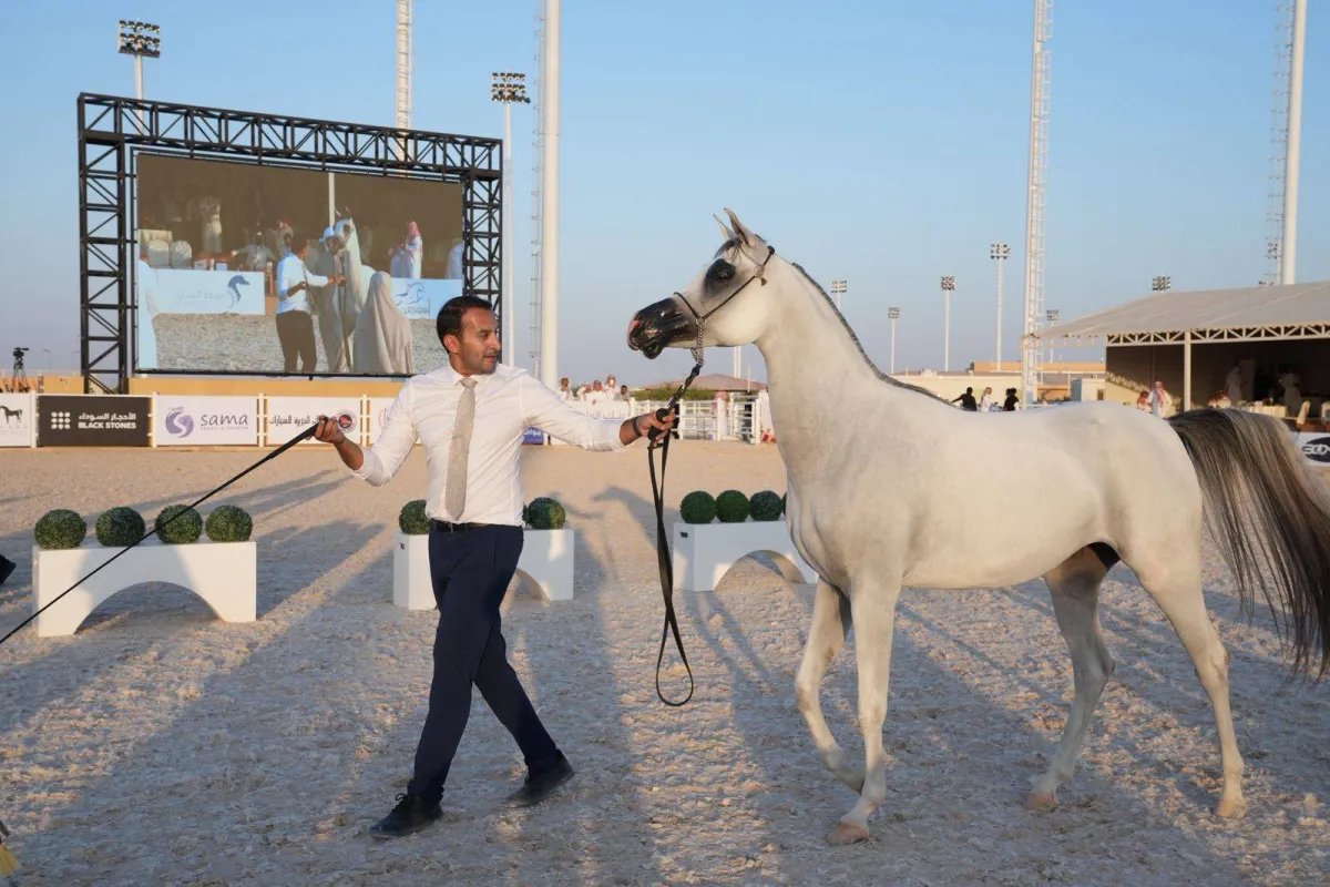 تستعد الساحة الفروسية في المملكة العربية السعودية لانطلاق بطولة الإنتاج المحلي للخيل العربية الأصيلة، والتي تُعد إحدى أبرز البطولات الوطنية الداعمة لملاك ومربي الخيل العربية الأصيلة، وسط مشاركة واسعة تعكس تطور هذا القطاع وازدهاره 