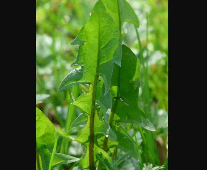 8 فوائد صحية لتناول أوراق الهندباء 