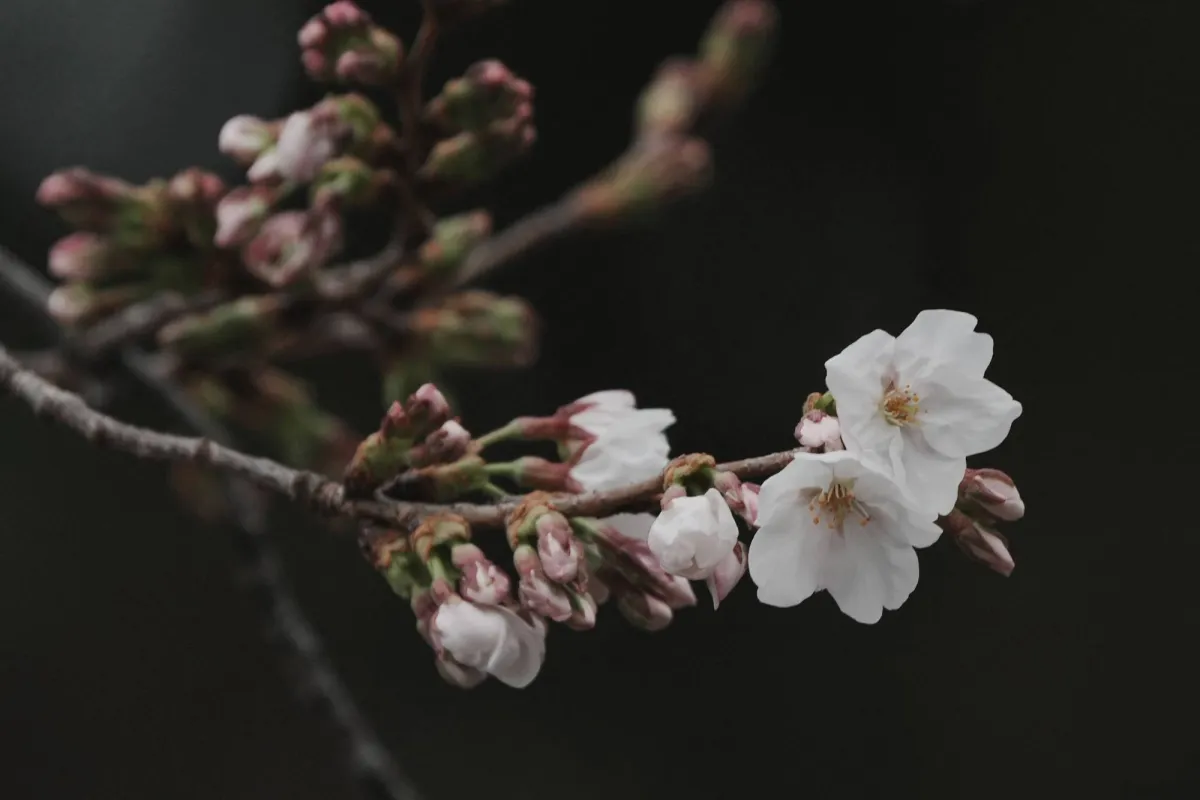 Tokyo’s Dazzling Cherry Blossom Season Officially Begins