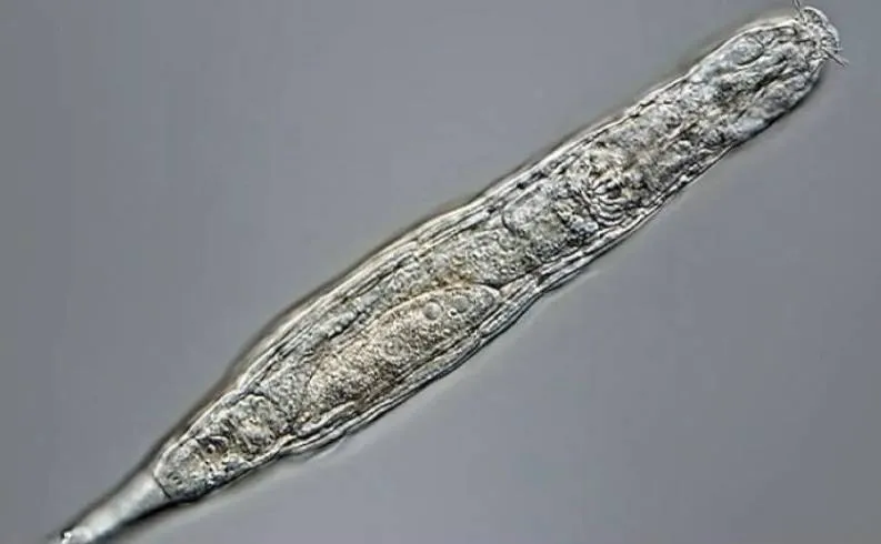 «دودة الزومبي» تعود إلى الحياة بعد 24 ألف عام... وتبدأ بالتكاثر