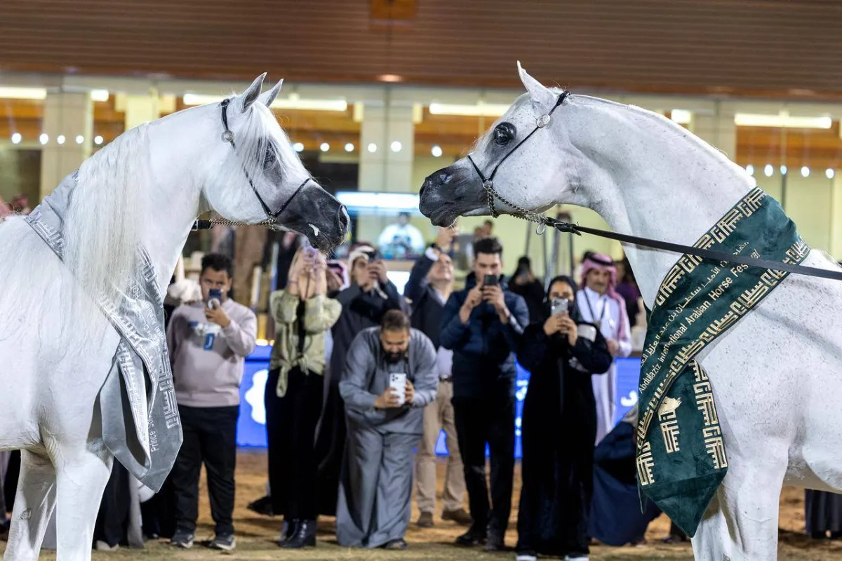 300 جواد عربي تتنافس في بطولة العالم لخيل الجزيرة