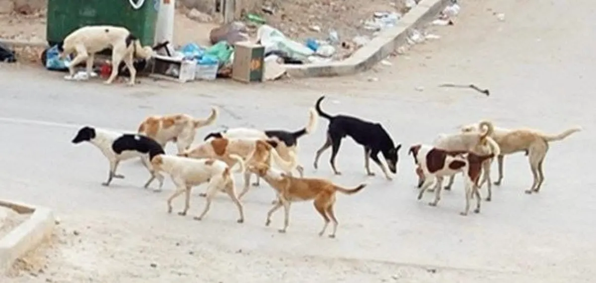 قناة مصرية تحذف حلقة عن الكلاب الشاردة بعد إثارتها الجدل