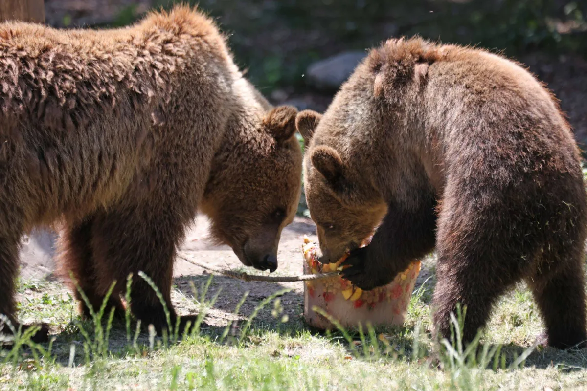 اليابان تنشر كاميرات لمراقبة الدببة في الجبال إثر زيادة الهجمات