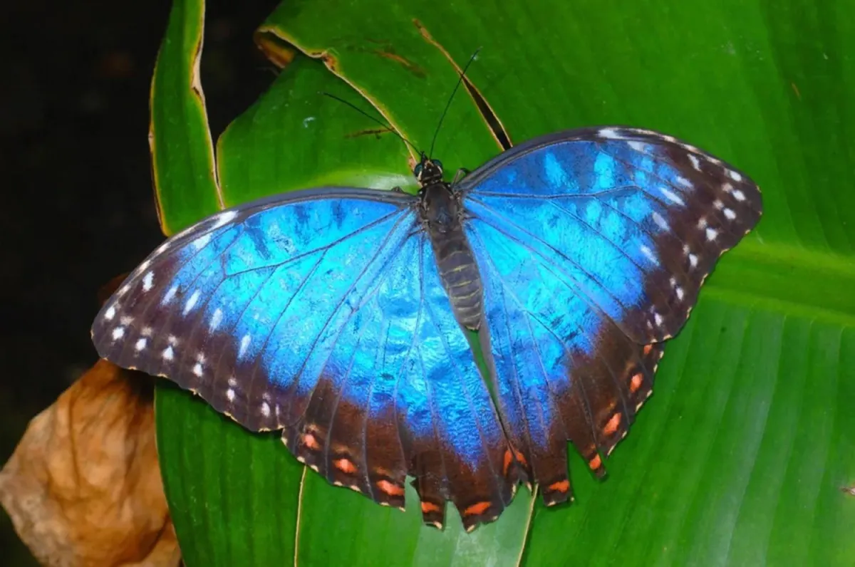 Britain Set for Butterfly Boom After Hot Weather
