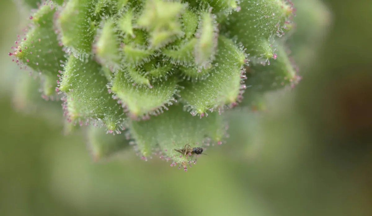 Mountain Flower From China Joins the World’s Carnivorous Plant Club