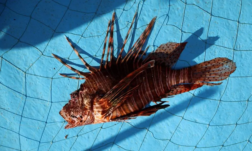 Invasive Species Thrive as Global Warming Transforms the Mediterranean