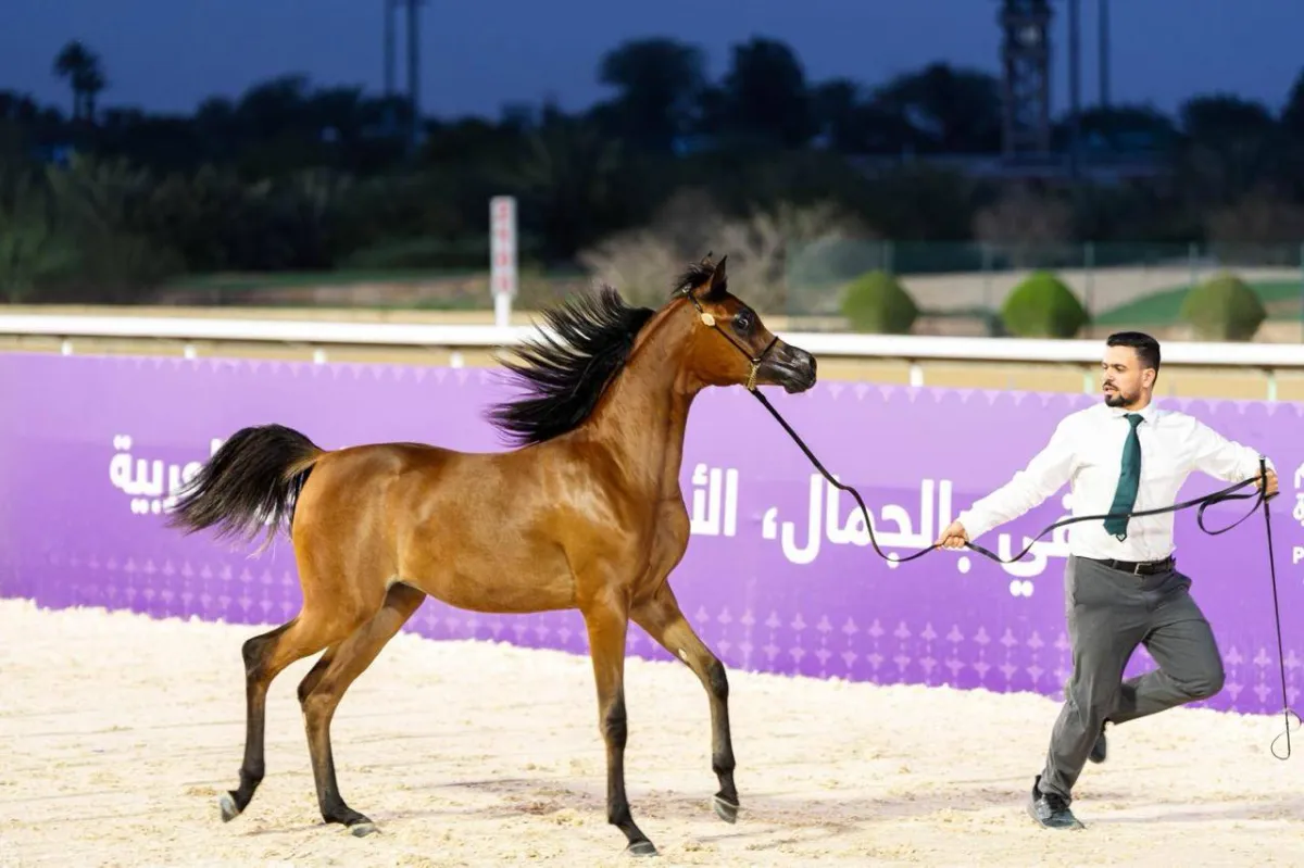 البطولة الوطنية لجمال الخيل العربية تنطلق الخميس بالرياض