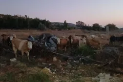 قطيع الأبقار الذي دخل الأراضي اللبنانية من إسرائيل أثناء تجميعه بحظيرة في بلدة عيتا الشعب الحدودية (متداول)