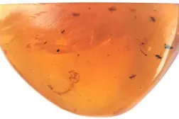 Bilinen en eski sivrisinek larvası kehribarda hapsolmuş (André Amaral, AG Haug)