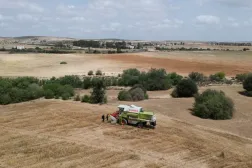 A combine harvests wheat on a field that belongs to farmer Hasan Chetoui in Manouba, Tunisia May 24, 2023. REUTERS/Jihed Abidellaoui

