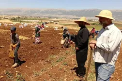 Saudi Signals on Lifting Export Ban Revive Hopes for Lebanese Farmers