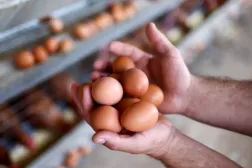 Büyük bir yumurta 6,3 gram protein içerir (Reuters)