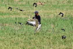  A farmer carries harvested rice at a paddy field in Samahani, Aceh province on April 2, 2026. (AFP) 