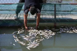 يجمع مربي أسماك عراقي أسماكاً نافقة من حوض في مزرعته ببلدة الزبيدية قرب مدينة الكوت جنوب العراق (أ.ف.ب)