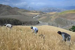 Farmers harvest wheat in a field on a hillside in the Argo district of Afghanistan's Badakhshan province on June 4, 2026. (Photo by Omer ABRAR / AFP)