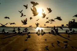 24 August 2026, Türkiye, Istanbul: Pigeons take flight at sunset as people sit along the waterfront in Istanbul. (dpa) 