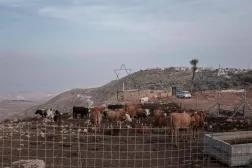 Cattle gather in an enclosure at a farm run by Israeli settlers near the Palestinian town of Duma in the Israeli-occupied West Bank, on October 13, 2026. (Photo by Ilia YEFIMOVICH / AFP)