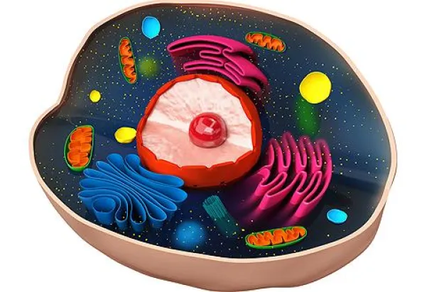 اليهود الأوروبيون لا يتحدرون من أمهات يهوديات.. بل من نساء أوروبيات